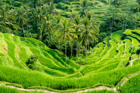 Ultimate Bali Travel Guide: Top Destinations, Culture, and Tips