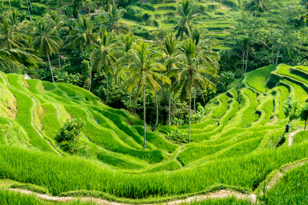 Ultimate Bali Travel Guide: Top Destinations, Culture, and Tips