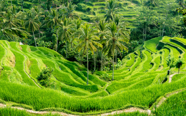 Rice Terrace Walks in Bali
