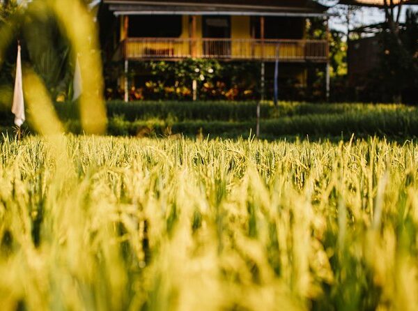 Samyama Meditation Center - Yoga & Meditation Retreats in Bali